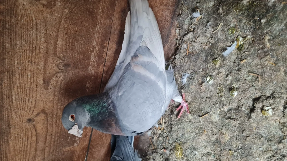 Mascul dominant opal 