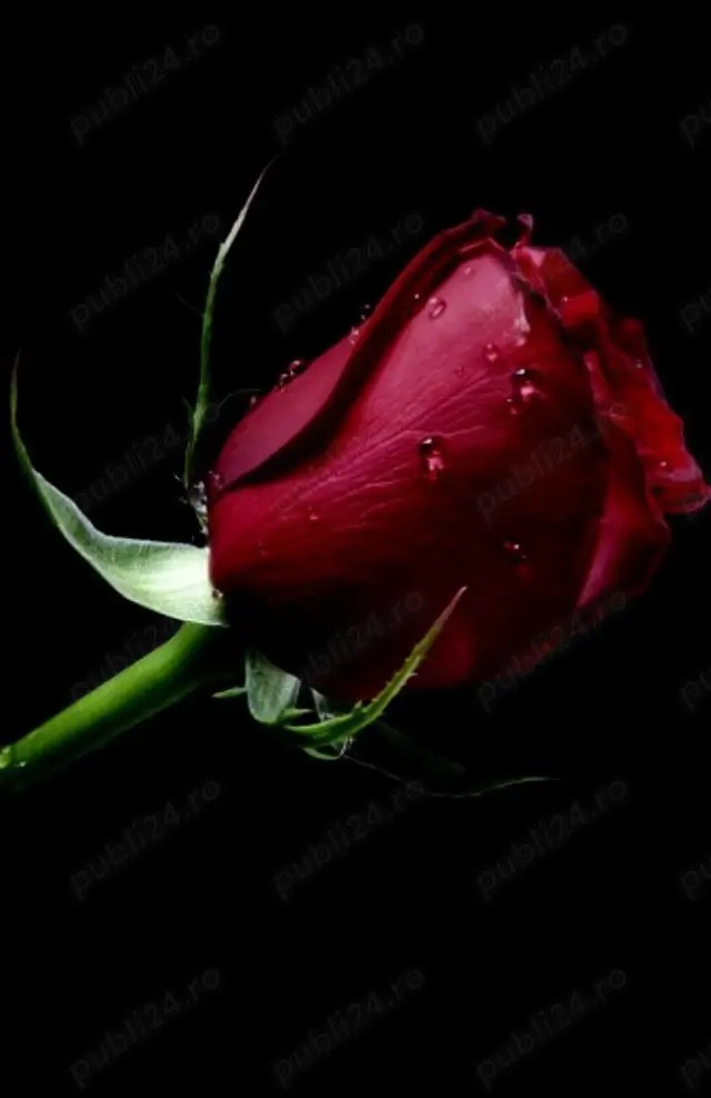 Doar pentru doamneee