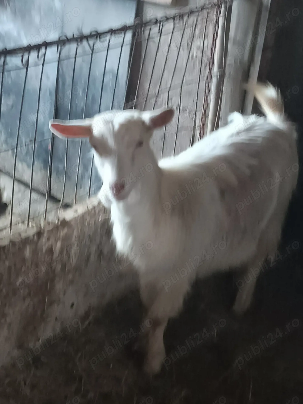 ieada de anu trecut mai     350