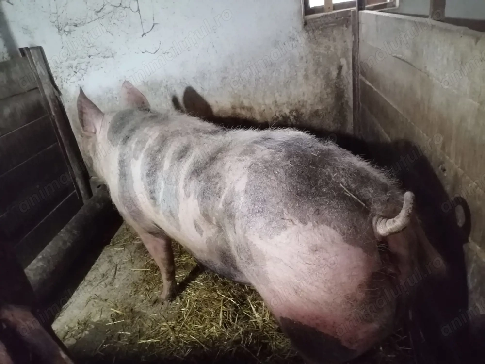 Purcea Pietrain de sacrificat 250-280 kg