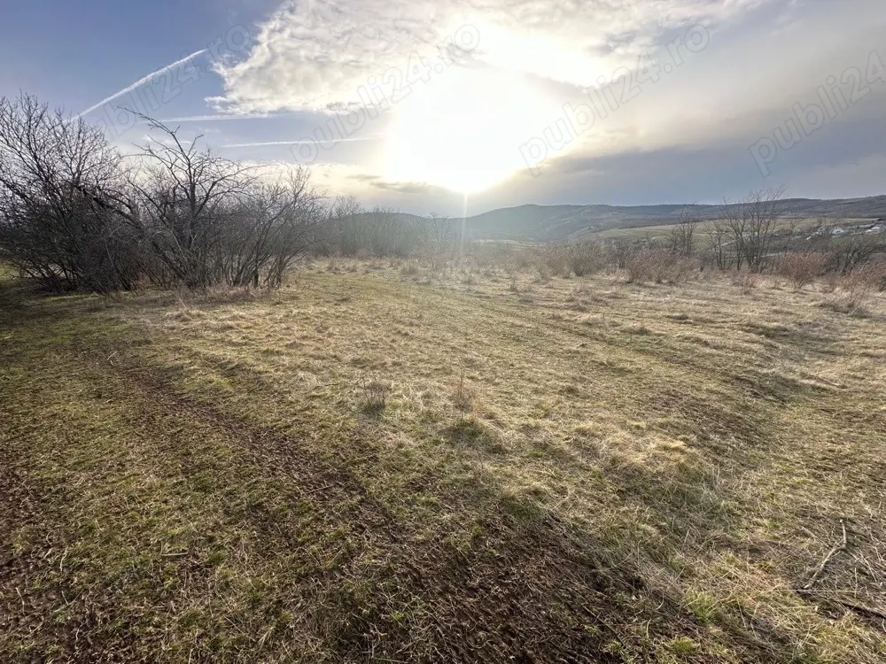 Teren Maderat Pancota Jud Arad