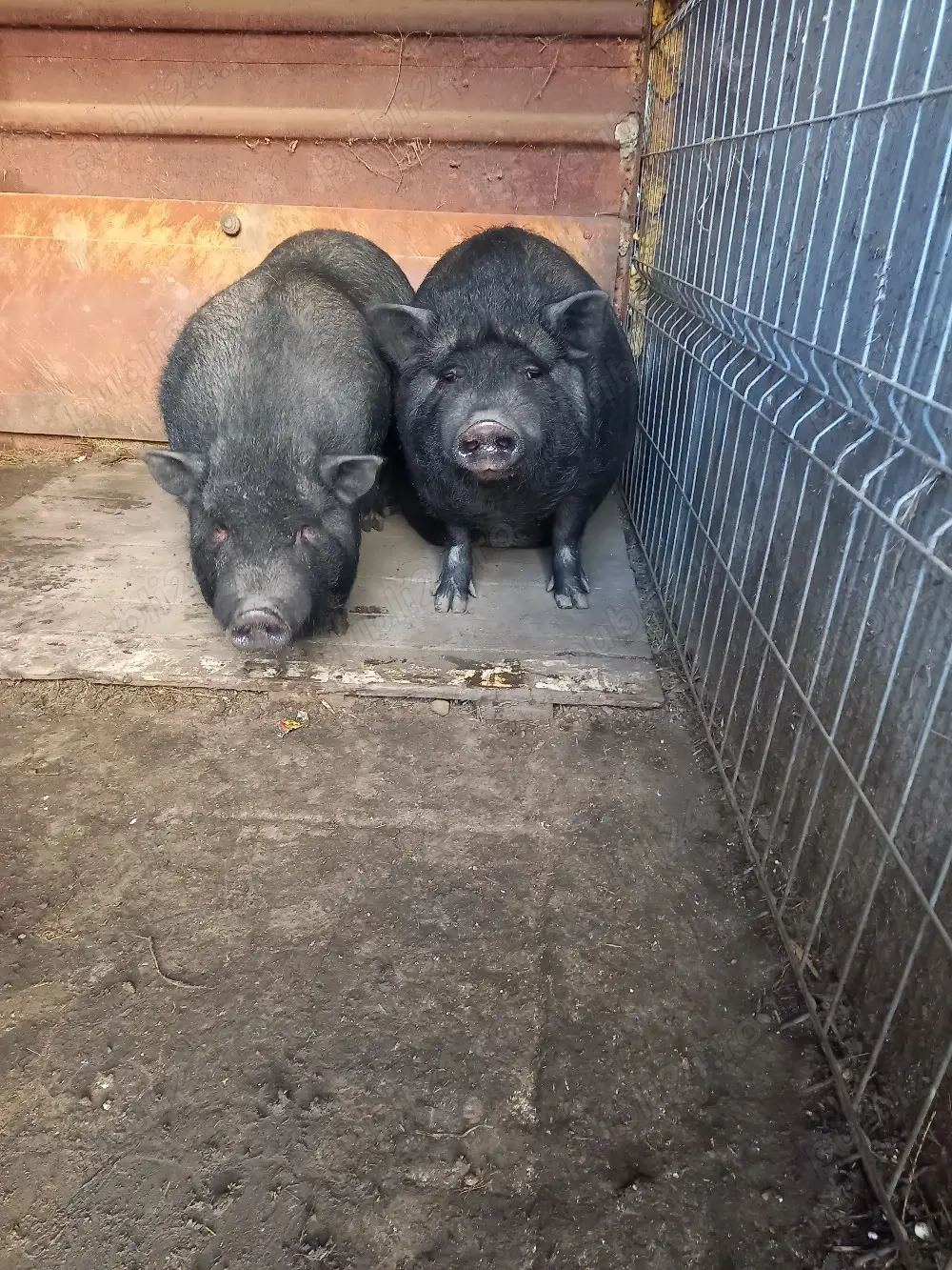 Porci vietnamezi maturi