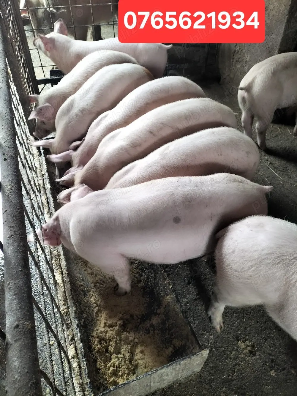 Porci de carne 35-50KG si 120-160KG!