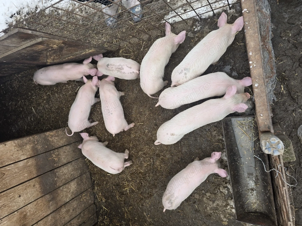 Porci de vanzare ,detalii la telefon