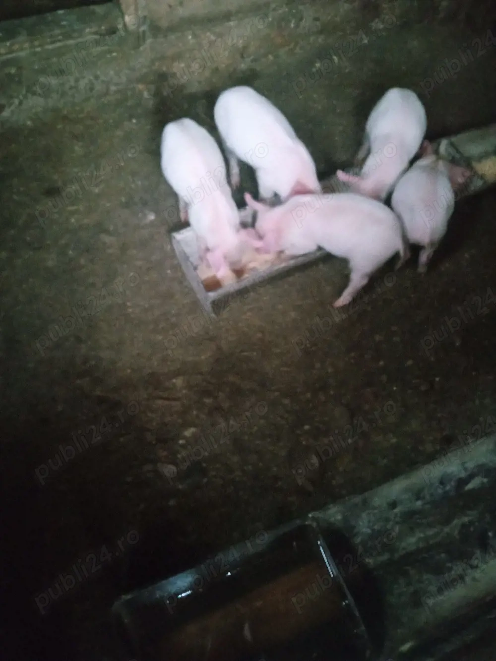 Purceii sunt vaccinati antarcati de două săptămni au rămas doar 5 buc mănâncă singuri faina usc