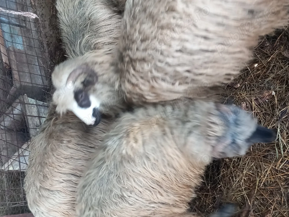 Vand 4 oi tinere de anul trecut 