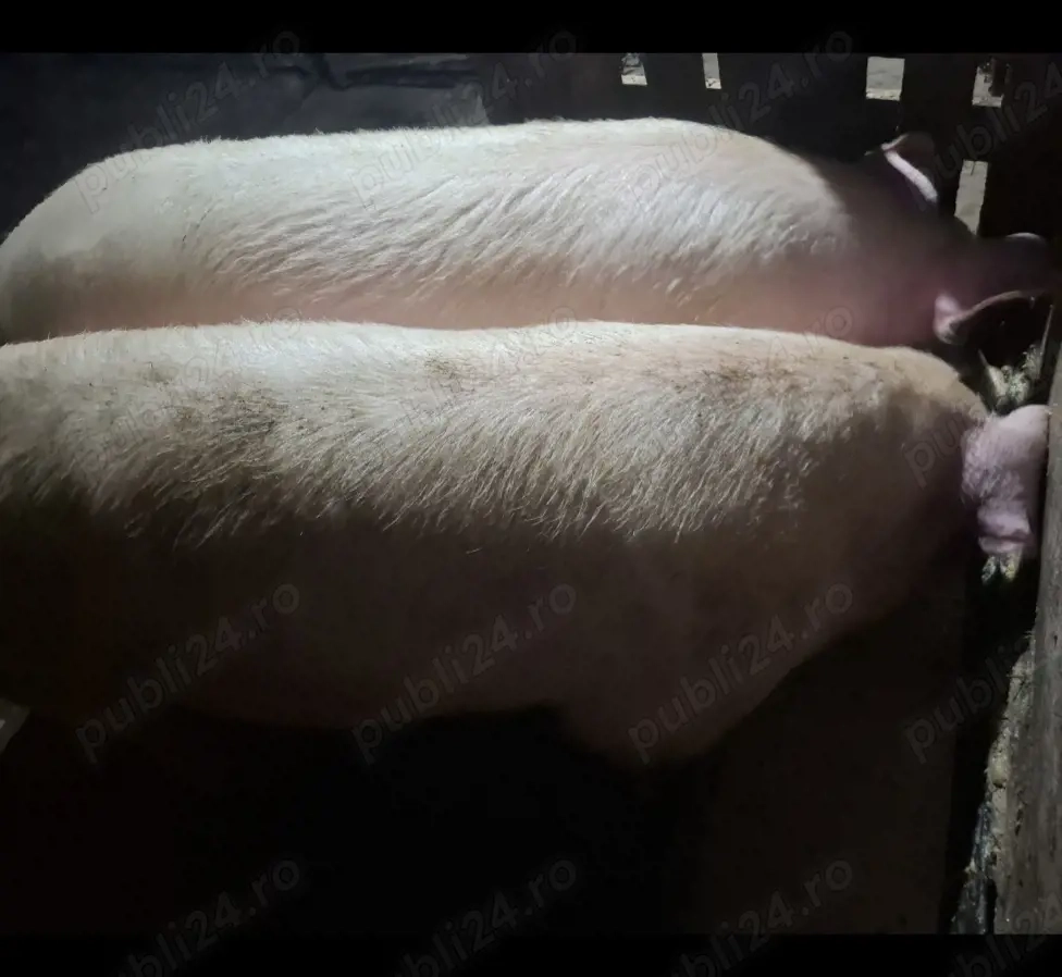 vand porc crescut natural (il sacrific dupa achizitionare )