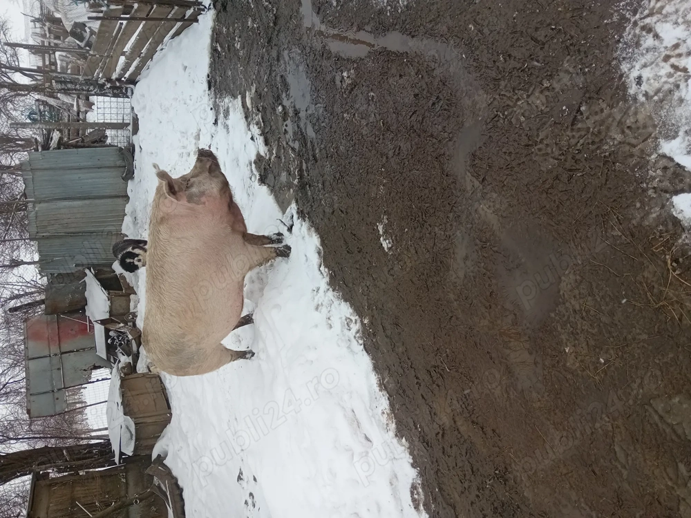 Porc de vanzare 16 lei negociabil 