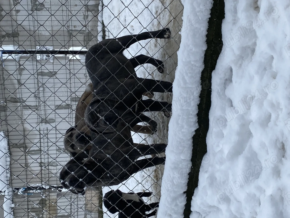 catelusi cane corso italianao 