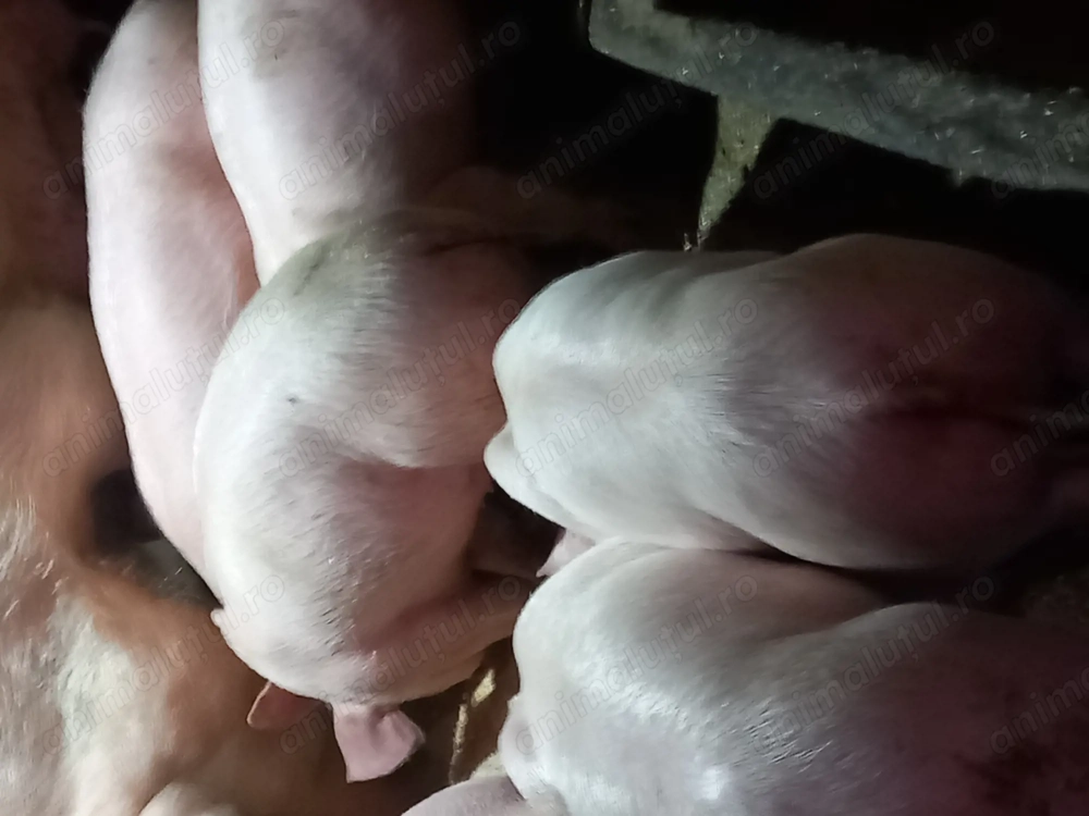 Purcei de vanzare de 8 săptămâni 