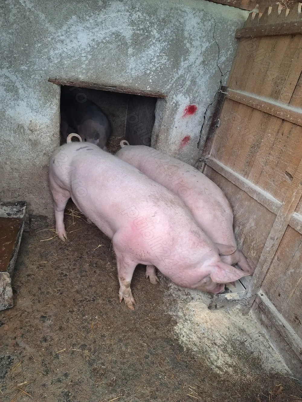 Porci de vanzare 130-160kg