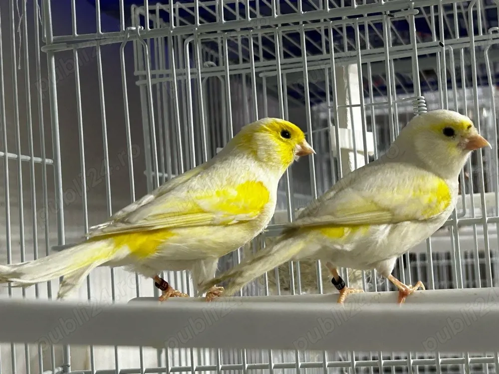Canari de colorit 