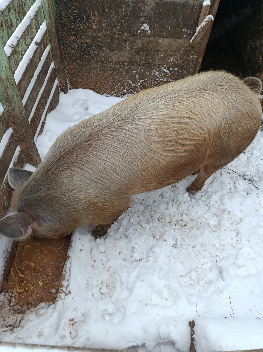 Vând jumătate de porc 