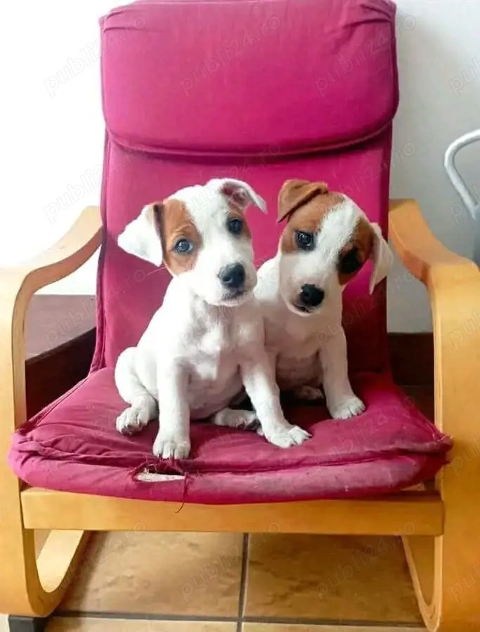 Căței Jack Russel Terrier - furnizor autorizat 