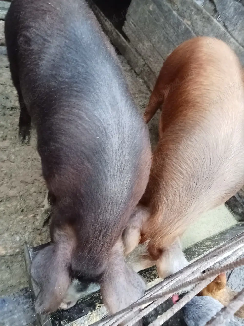 porcii de zece luni l