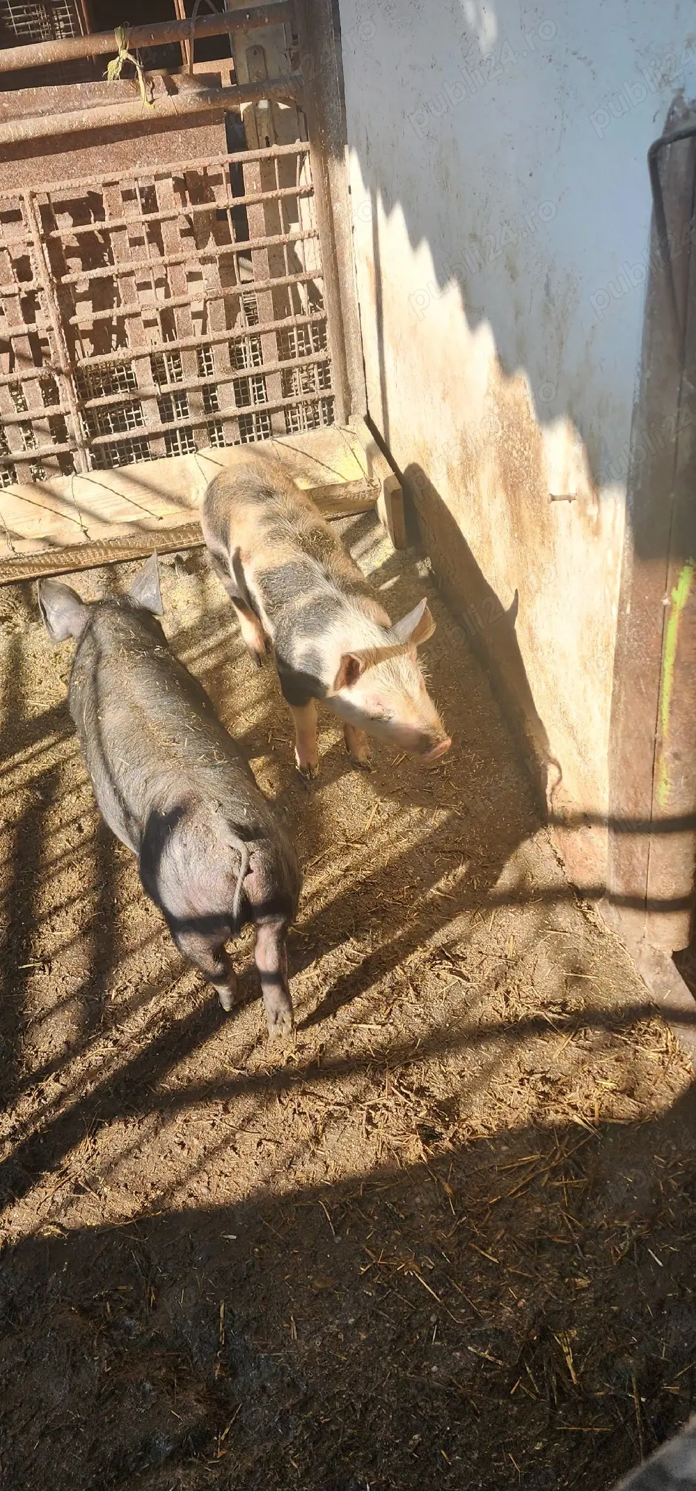 vand 2 soldani de 35-40 de kg