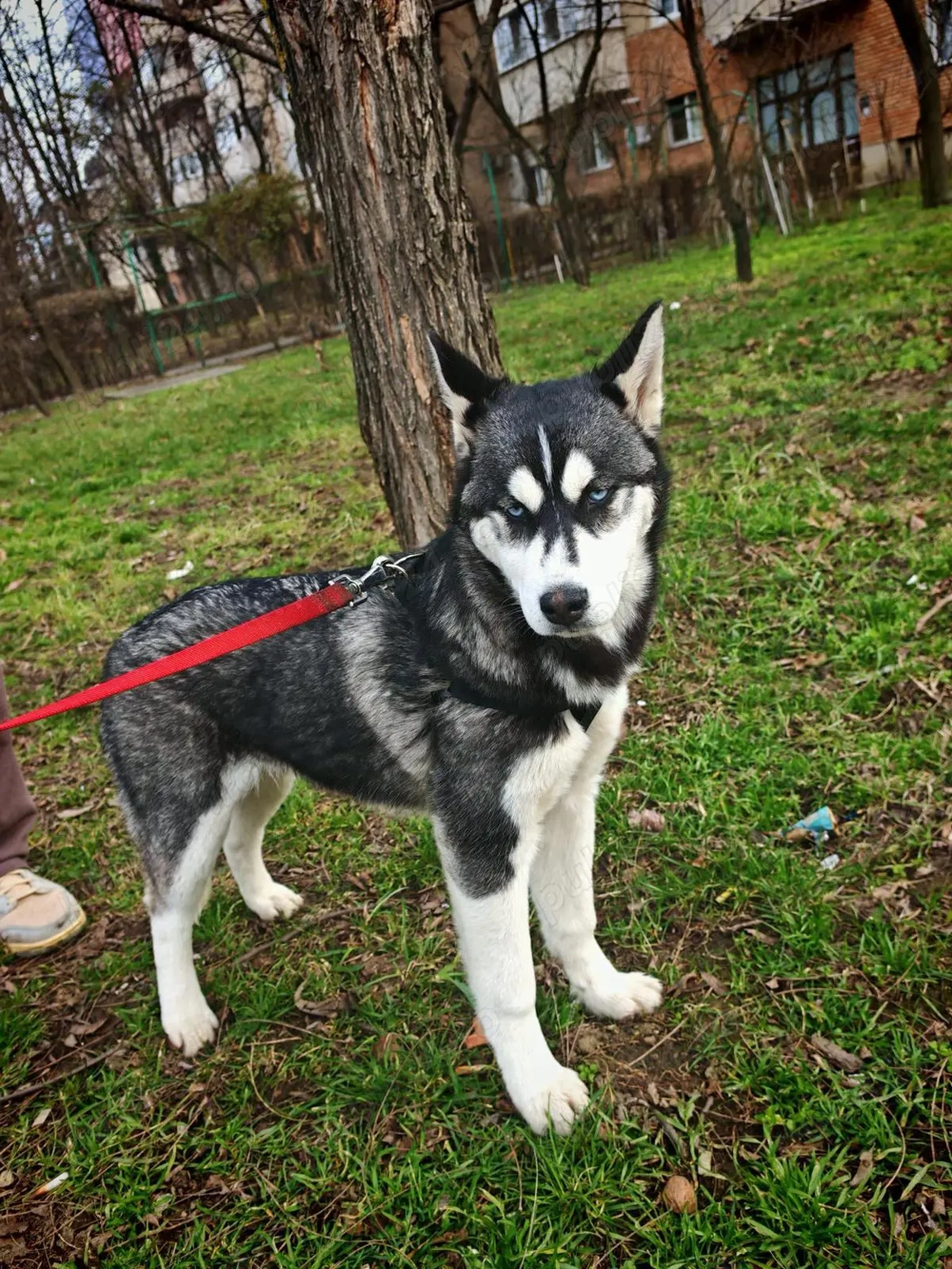 Donez Fetita Husky 4 luni 