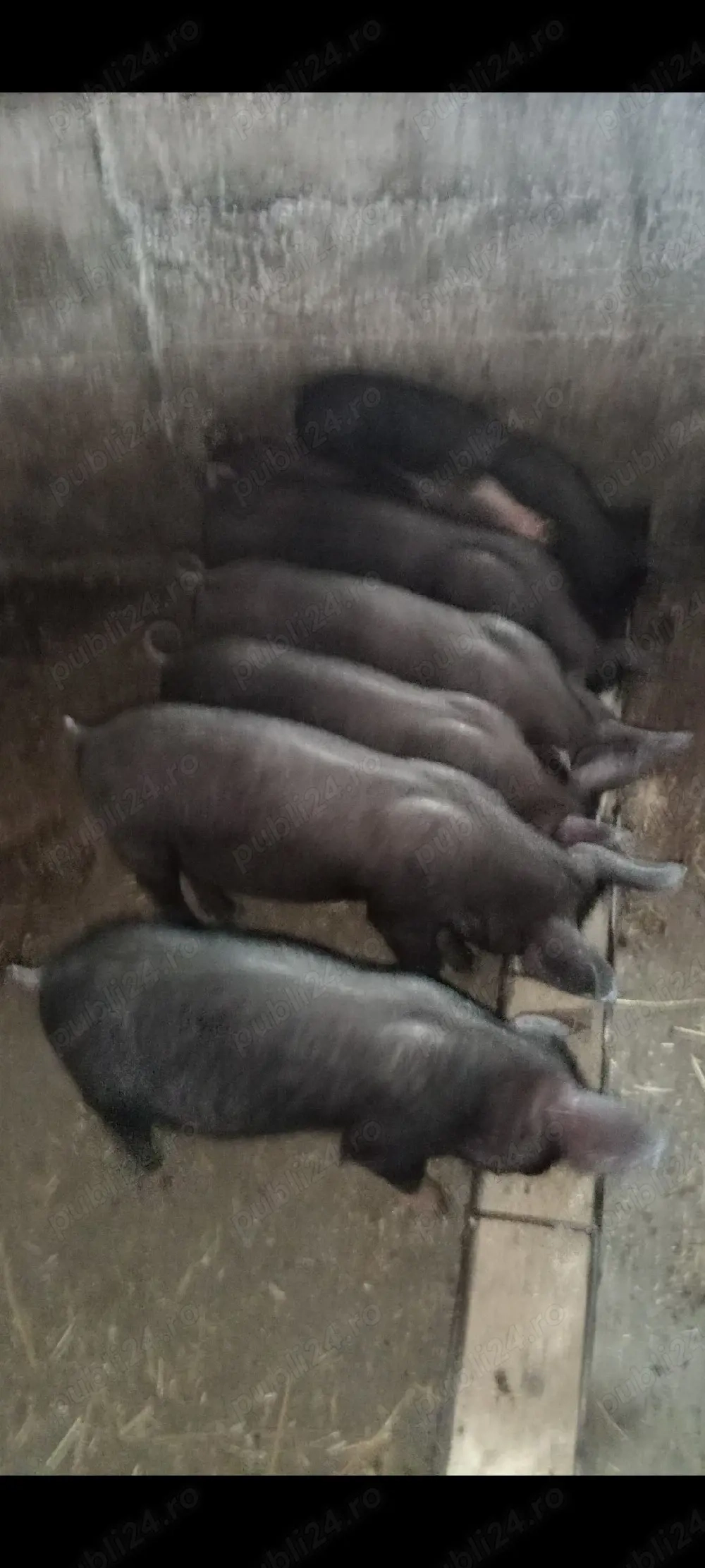 Purcei Bazna x Pietrain 