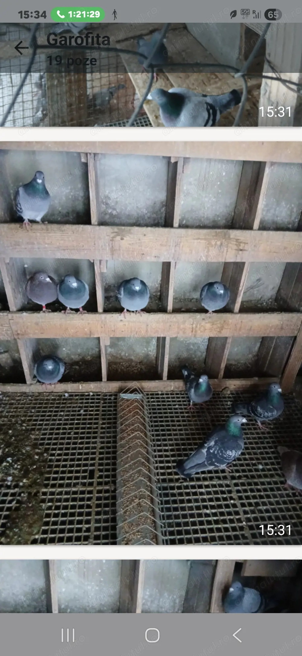 Porumbei de maraton din Olanda cu pedigree.