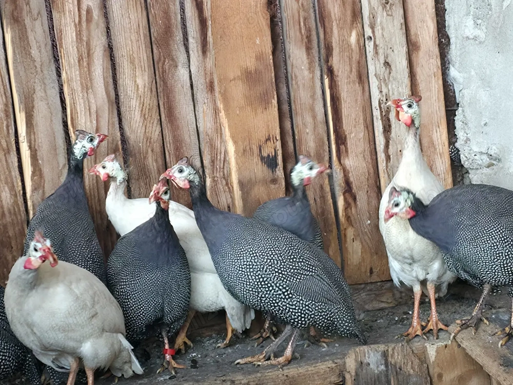 Schimb sau vand bibiloi pe alte bibilici