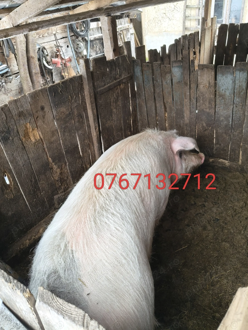 Vând porc crescut în gospodărie 