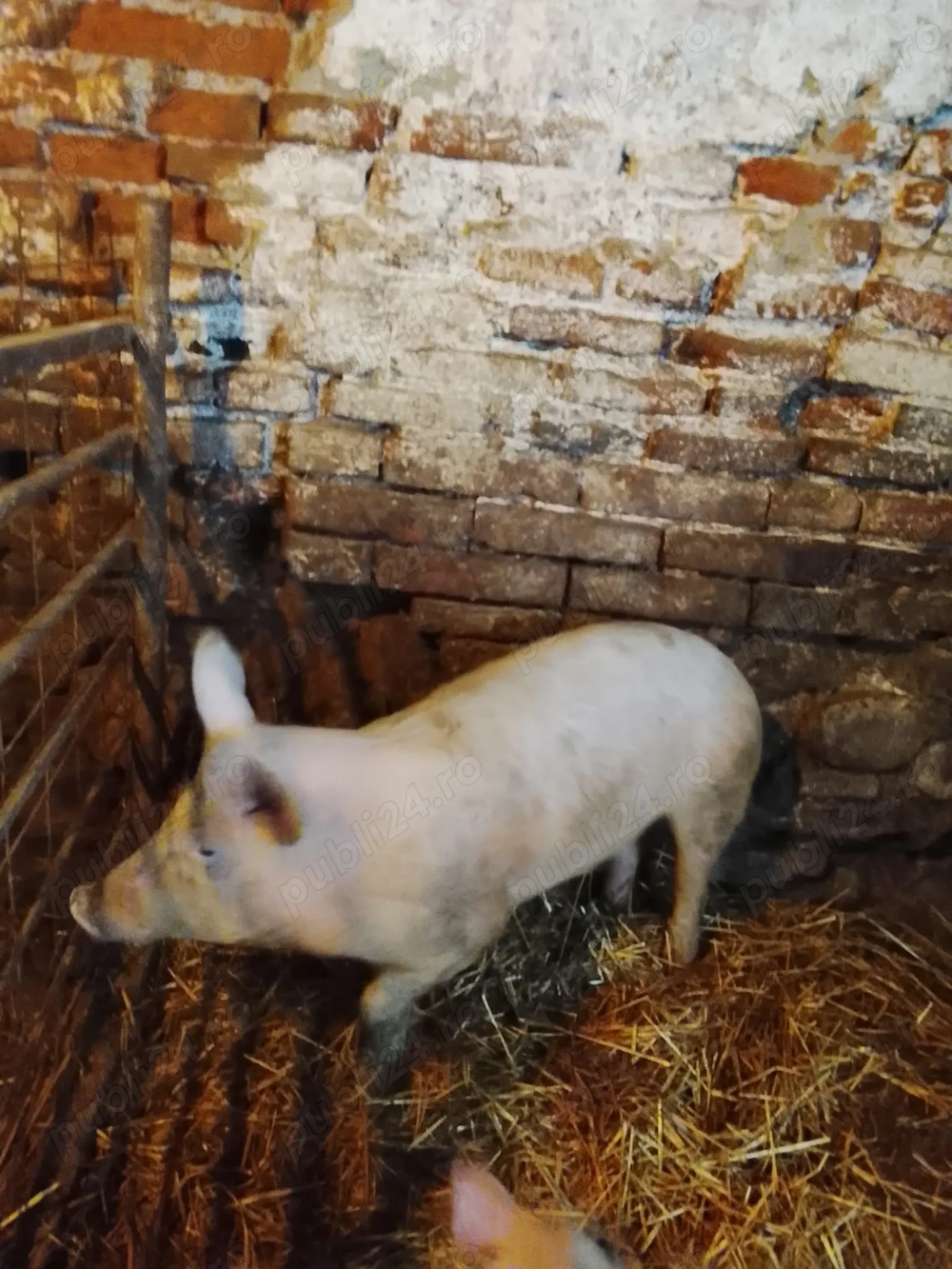 Scrofiță de vânzare 50 kg  900 lei 