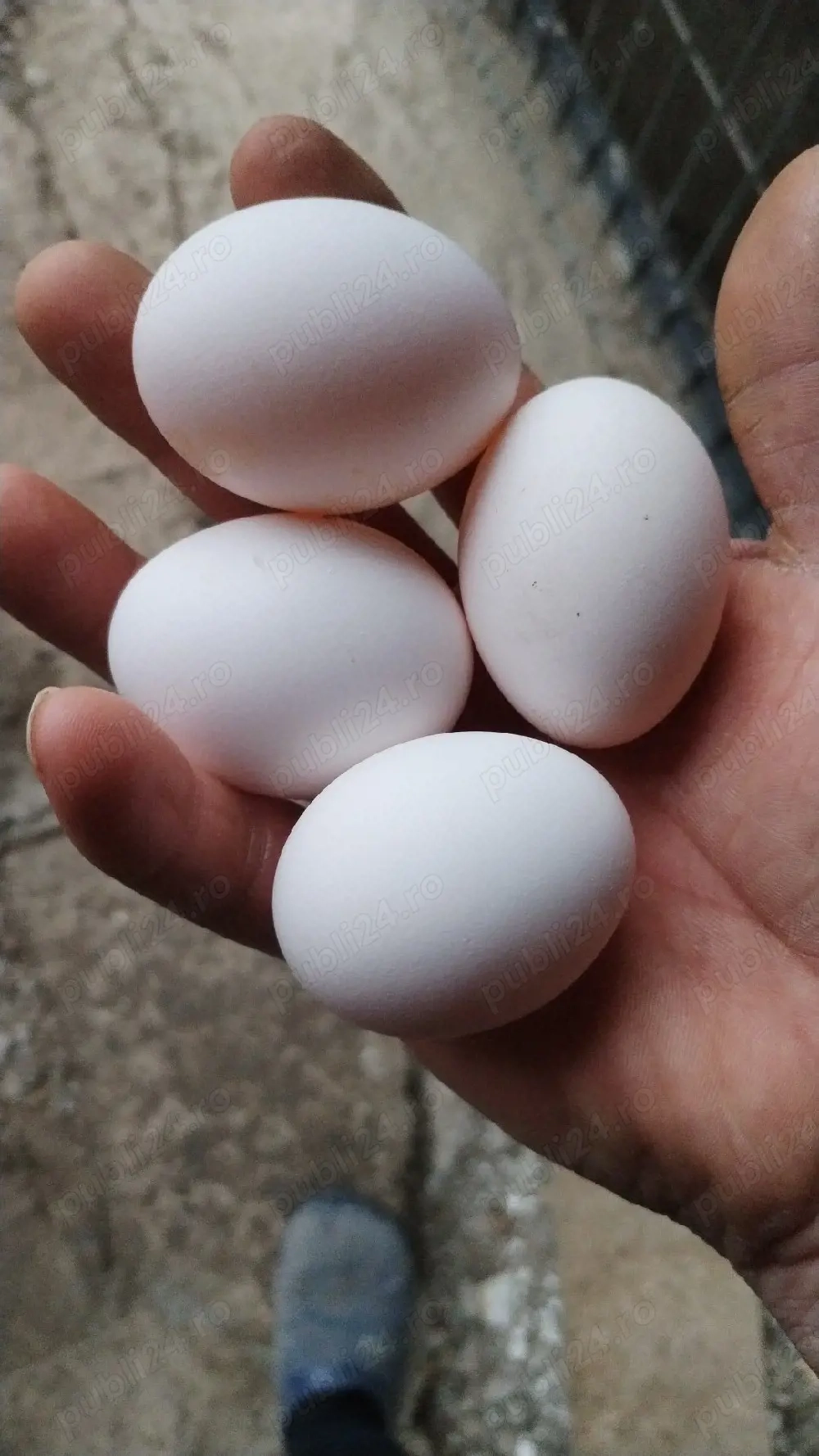 Ouă incubat leghorn alb