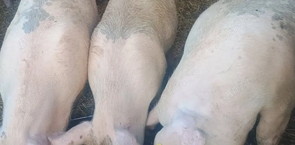 Vând porci crescuți natural in gospodărie cu cereale 
