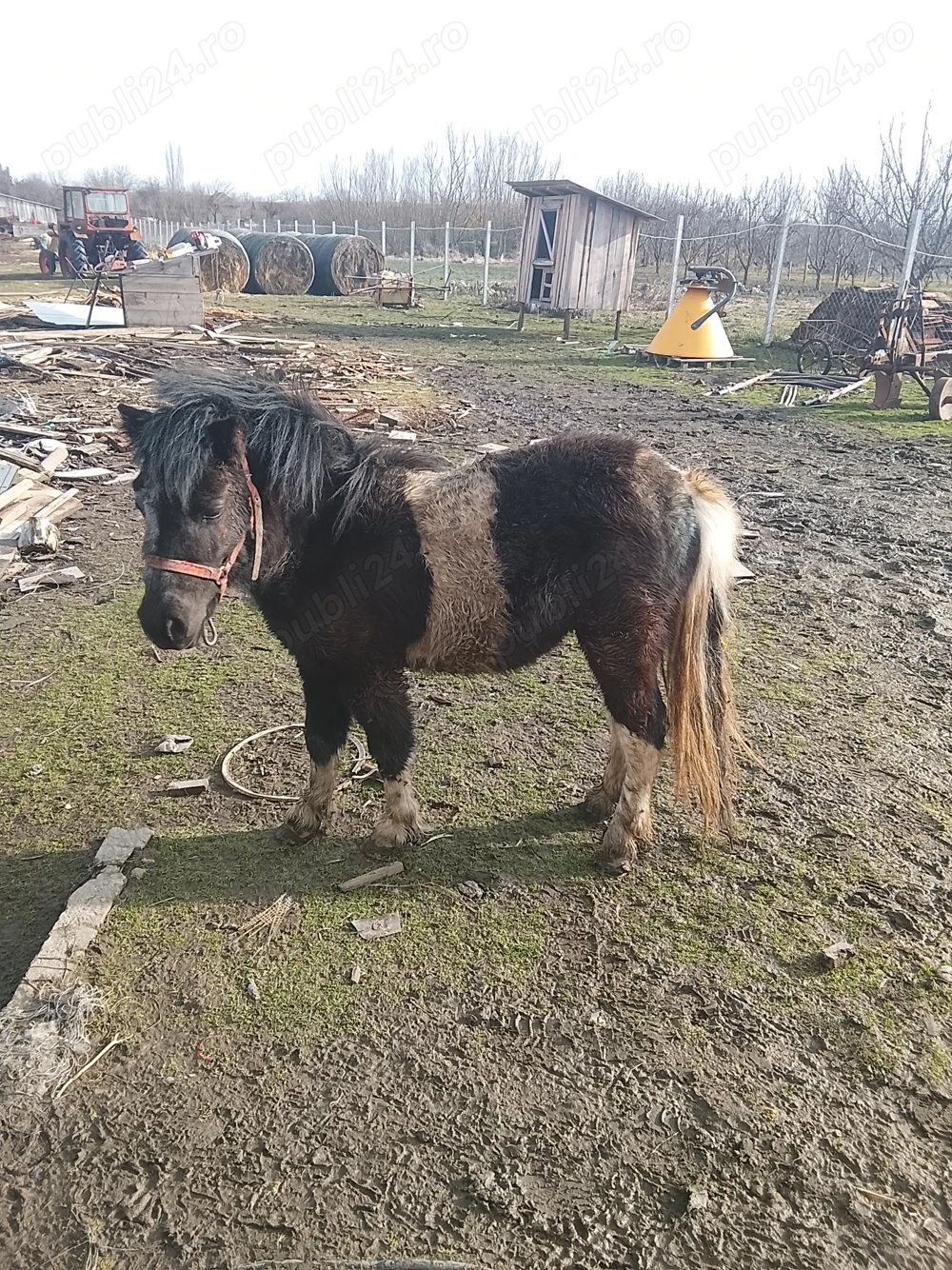 Vând poneita de 2 ani 