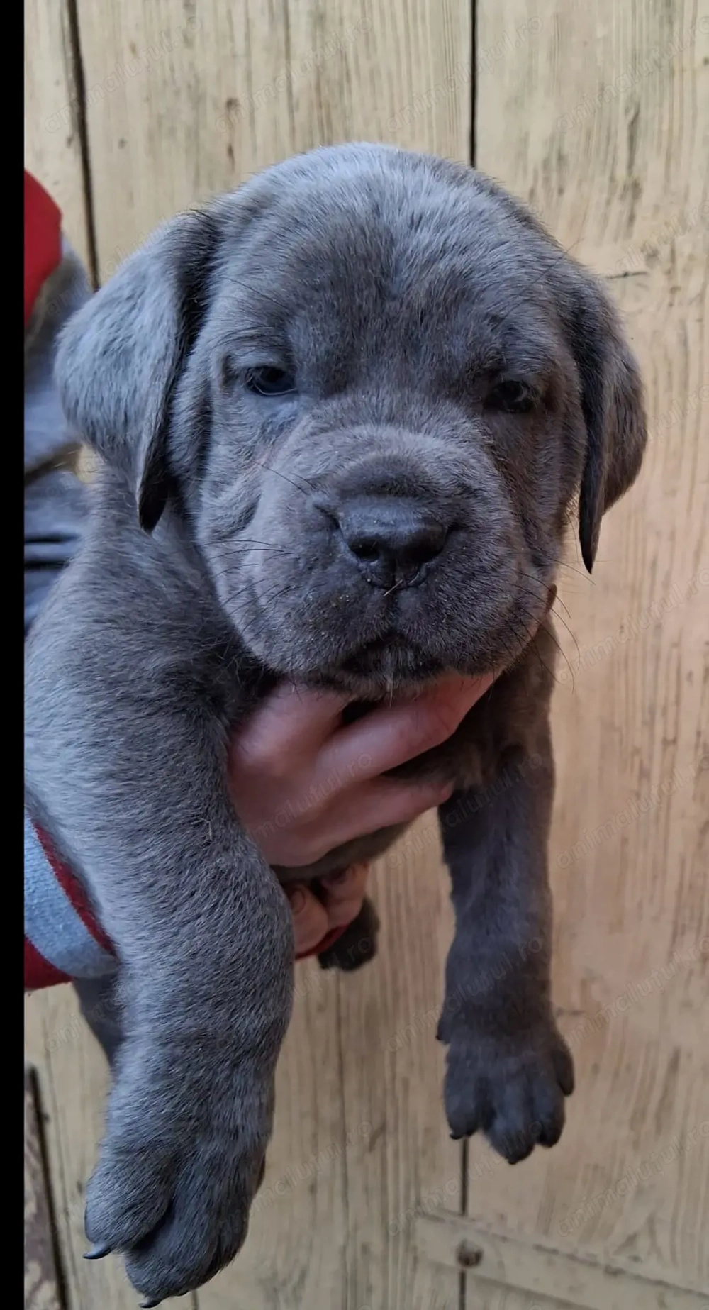 Mascul Cane Corso 