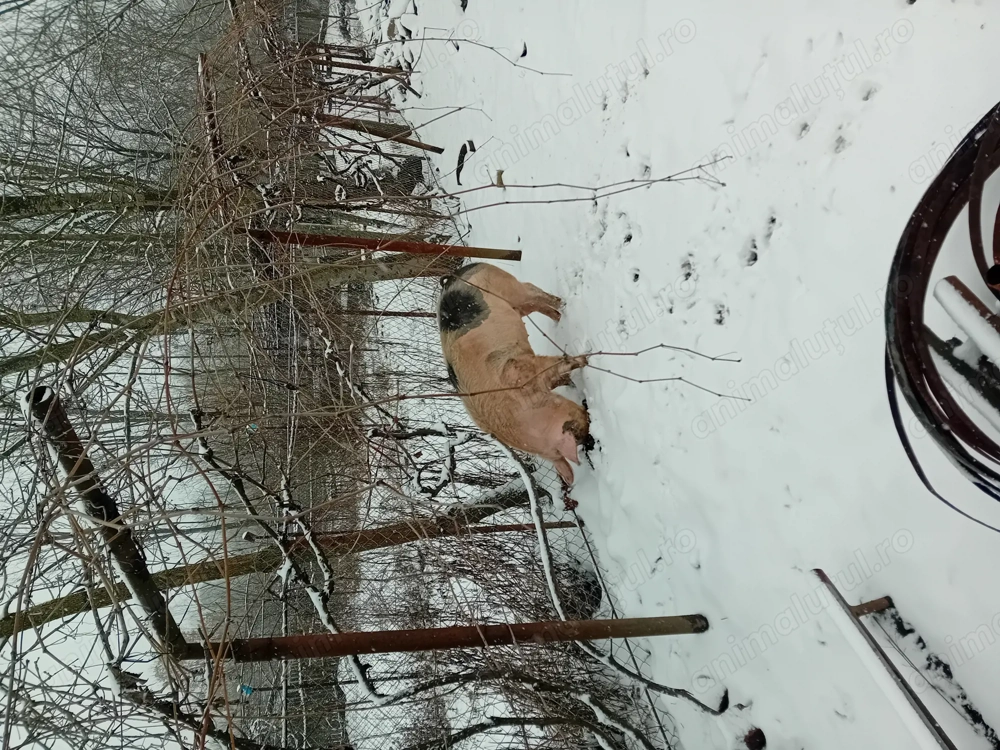 Vand purcea ptr monta sau sacrificat in varsta de 10 luni aprox 150- 160 kg