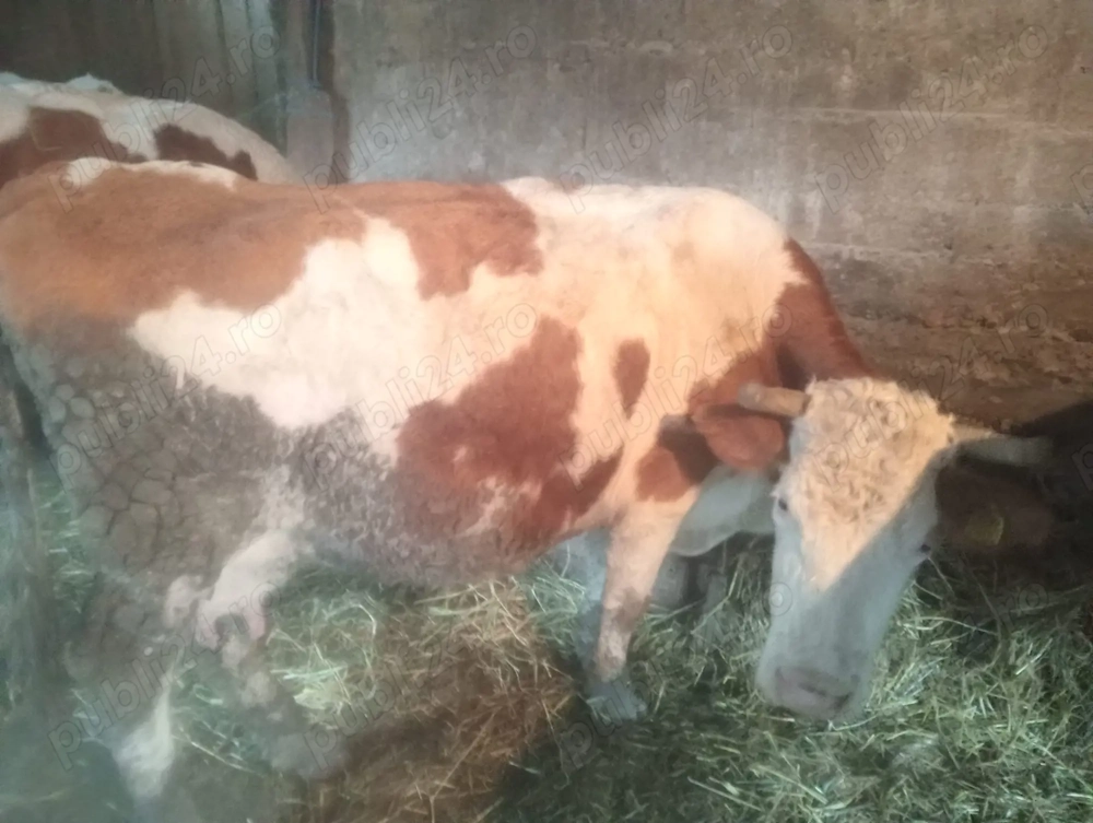 Vând  vaca pentru abator preț 7000 lei.