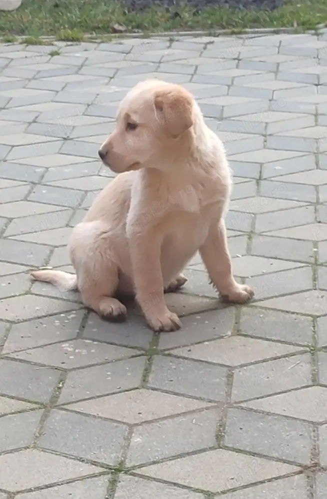 Pui Labrador retriever 