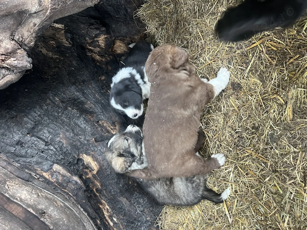 Căței ciobănești românești 