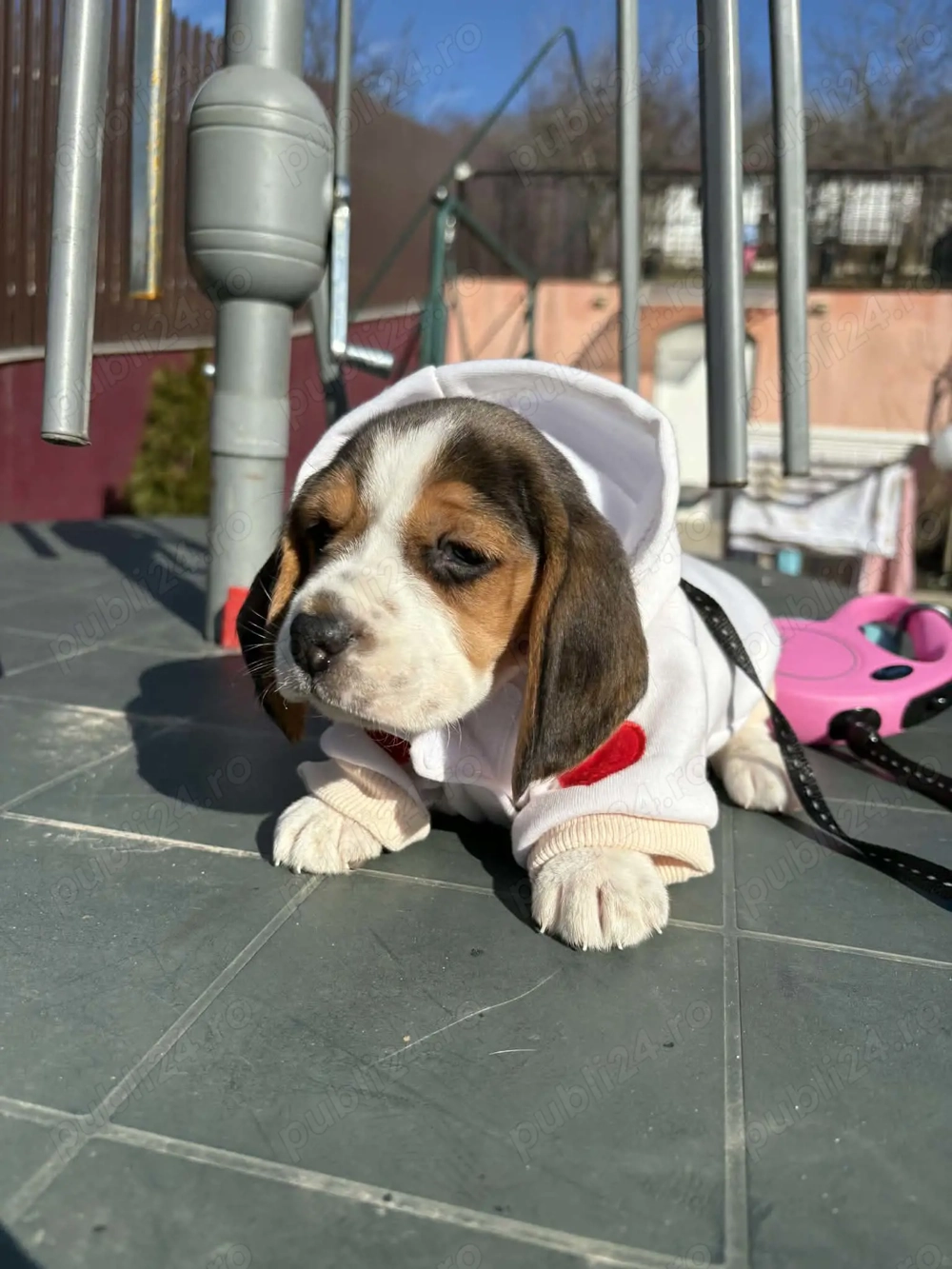 Beagle fetiță