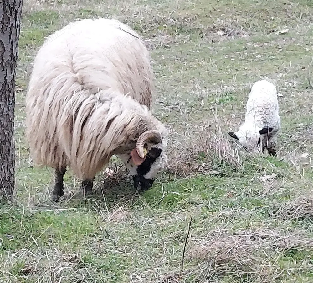 disponibile 6 oi cu 6 miei 