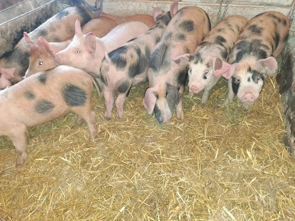 Vând purcei si grasuni