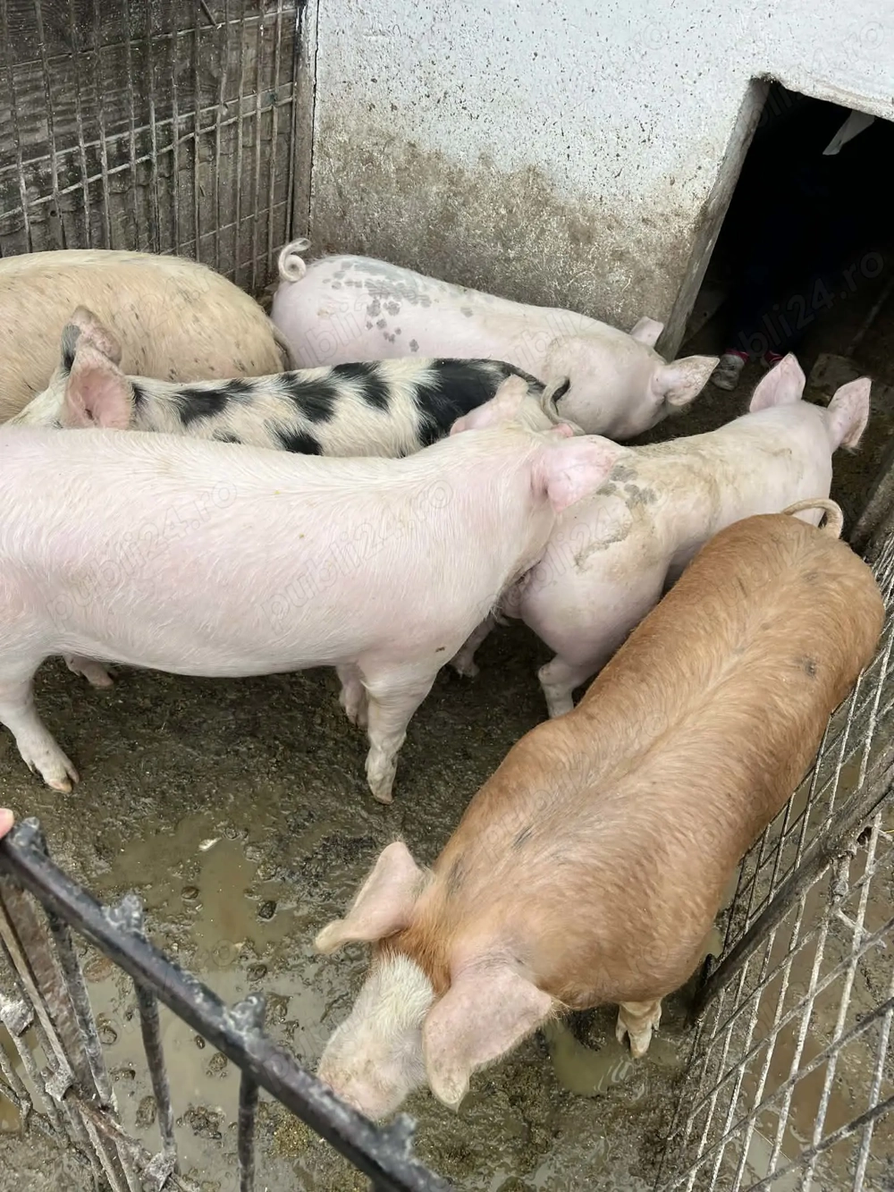 Soldani de vânzare medi