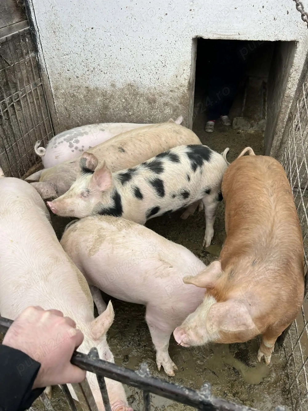 Șoldani la preț bun @