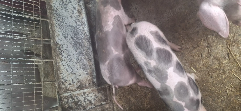 vind purcei petrani!