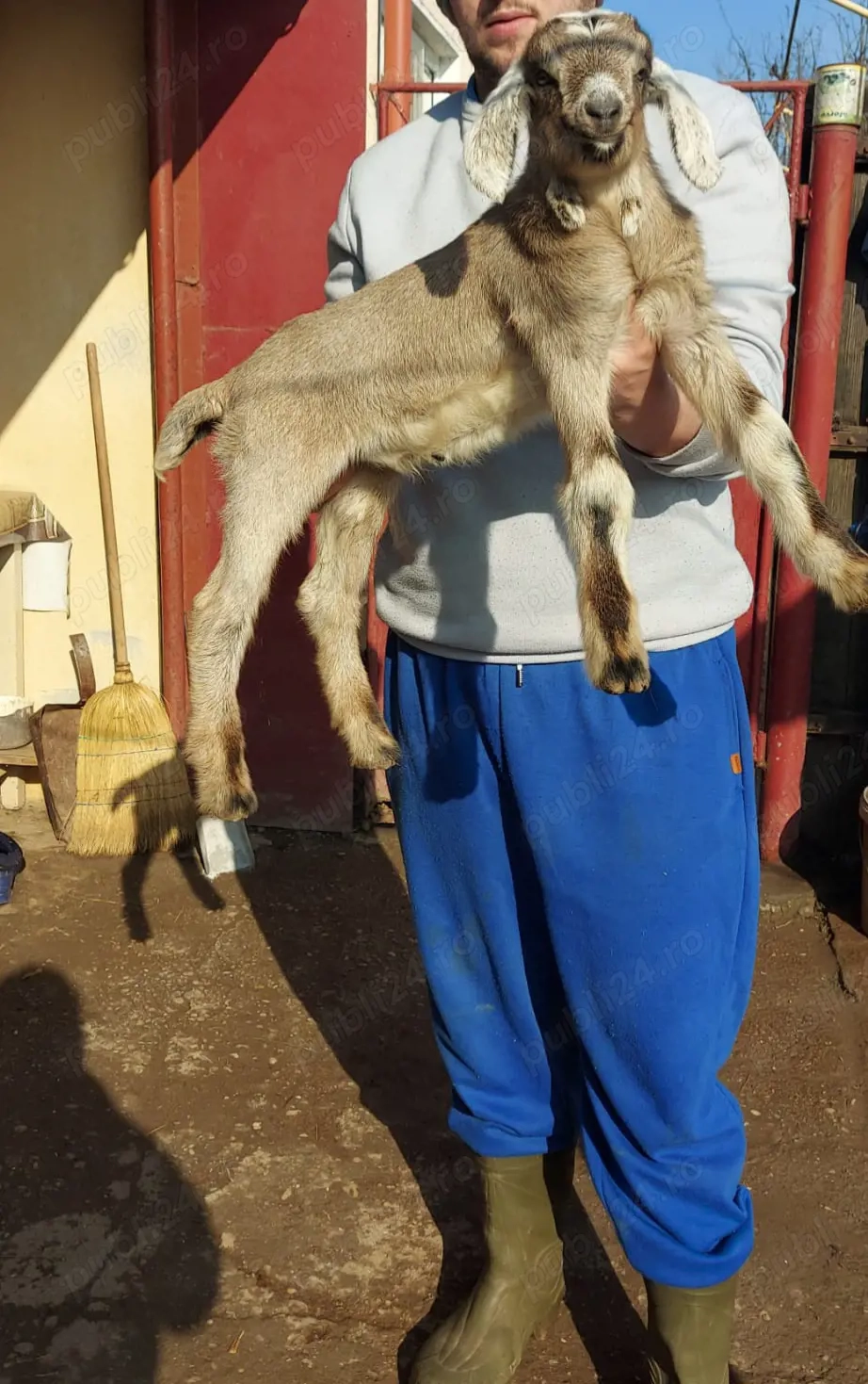 Vând țăpișor metis Alpin  Anglonubian.