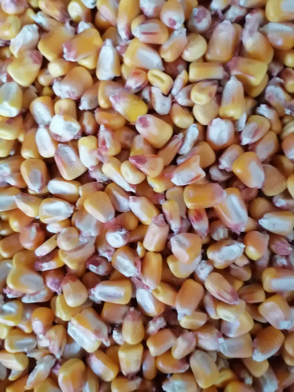 Porumb de vânzare, 1 leu kg