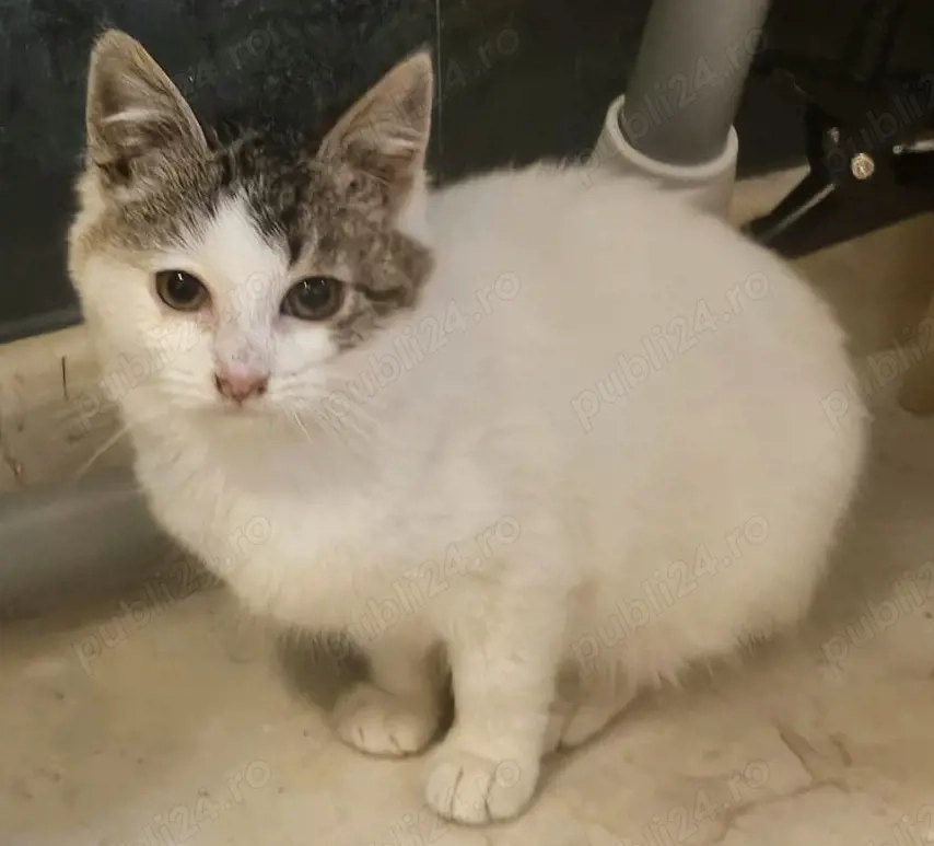 Metis British Shorthair pui