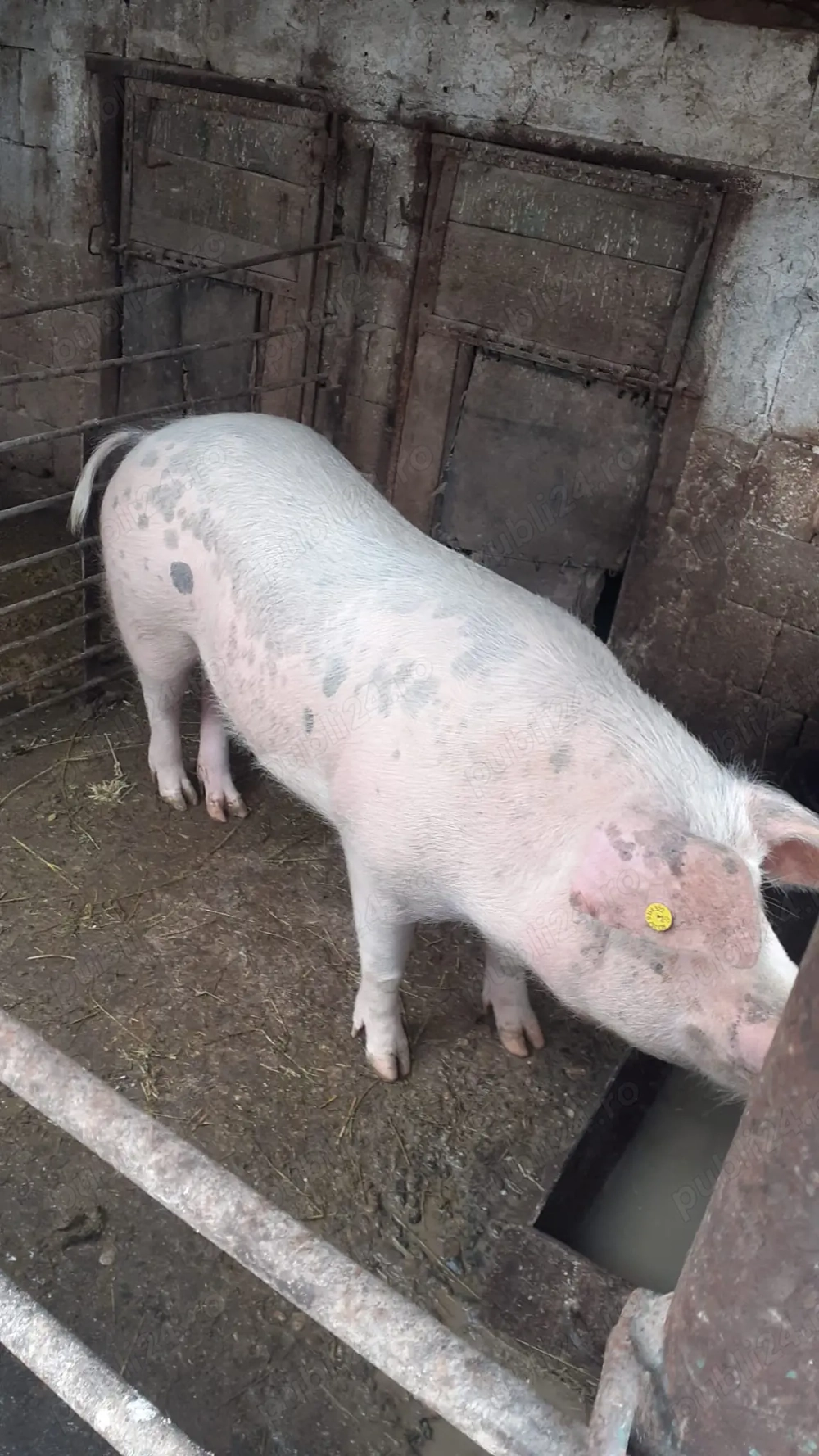 Vând scroafa prima fătare 180 kg 