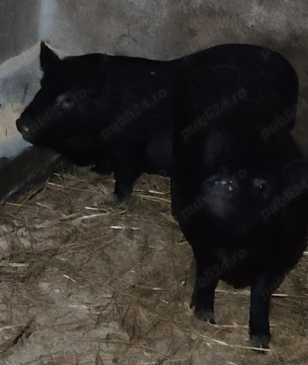 Purcei vietnamez 8luni