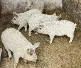 Purcei mangalița rasă  pură