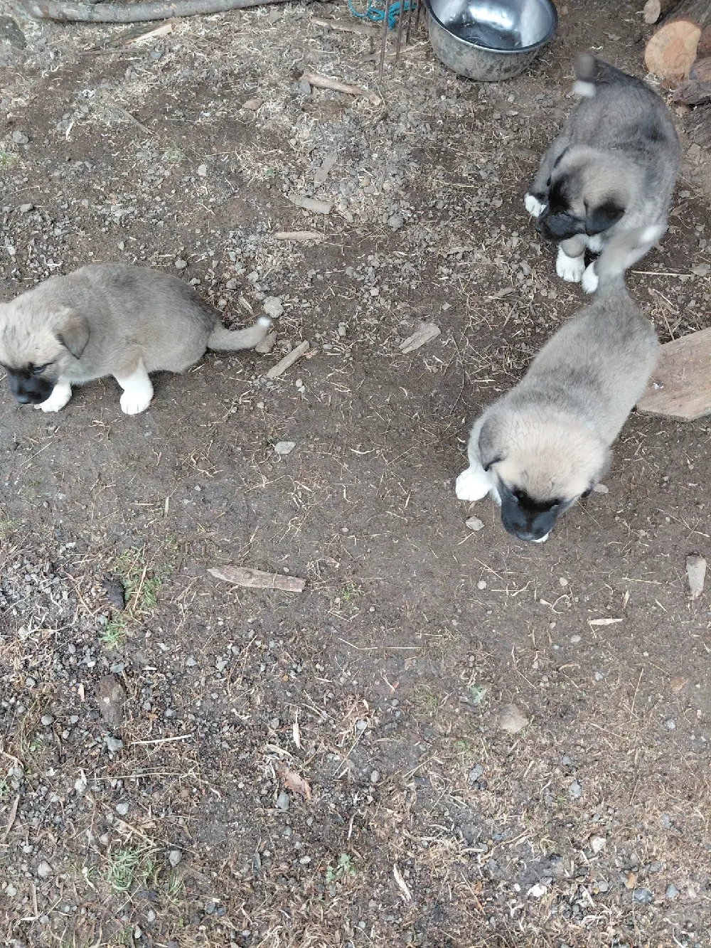 !!! VĂND pui de Kangal !!!