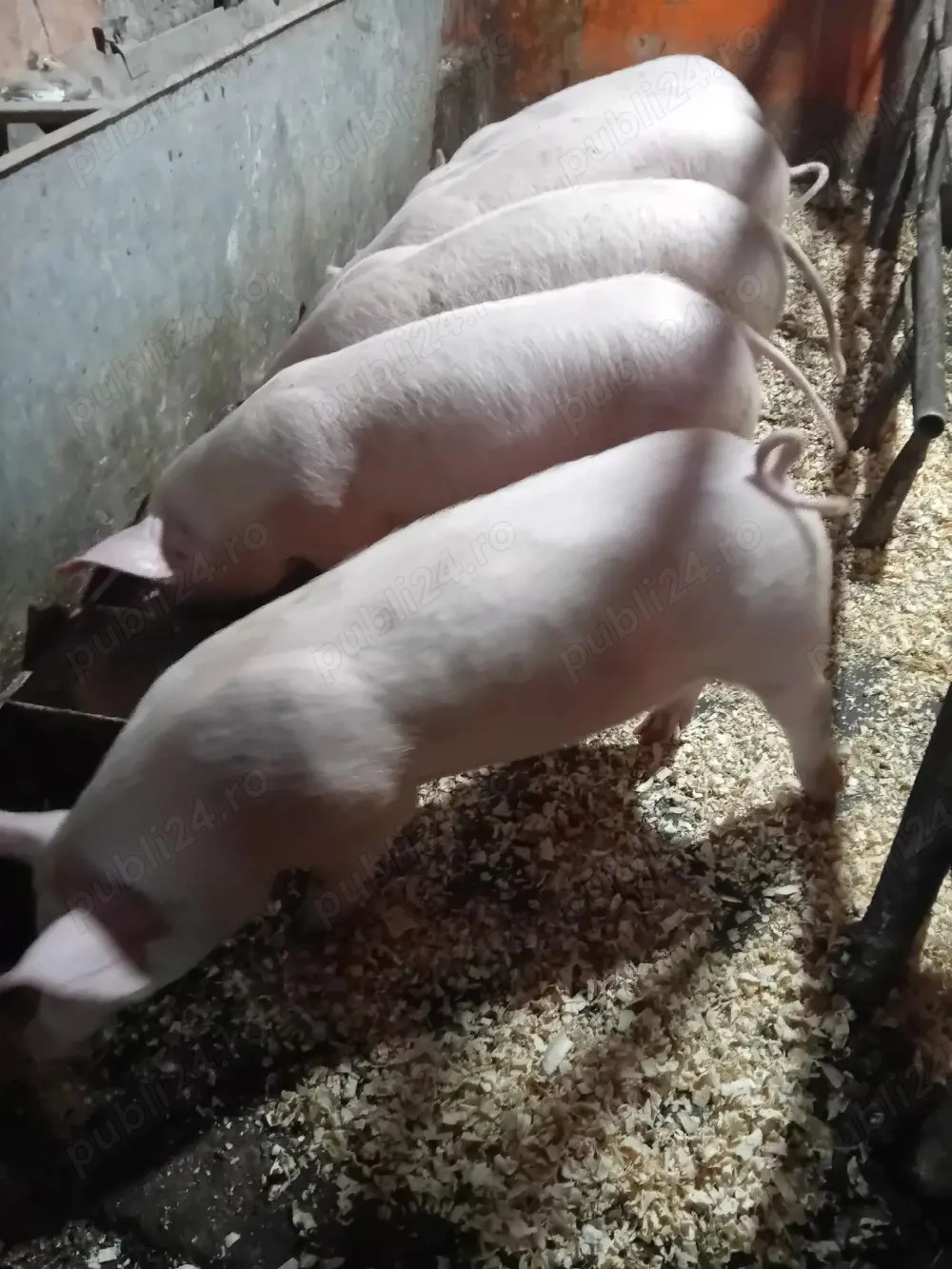 Landras de 8 săptămâni, mănâncă bine, 600 lei buc. județul Vâlcea, Oraș Brezoi. 