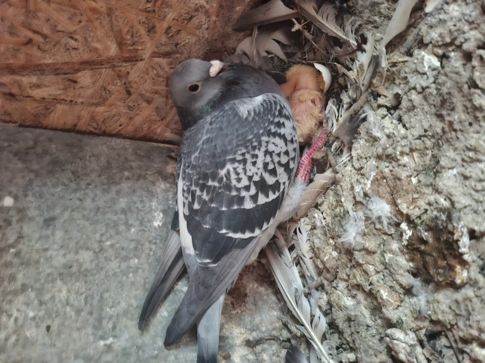 porumbei voiajori maraton