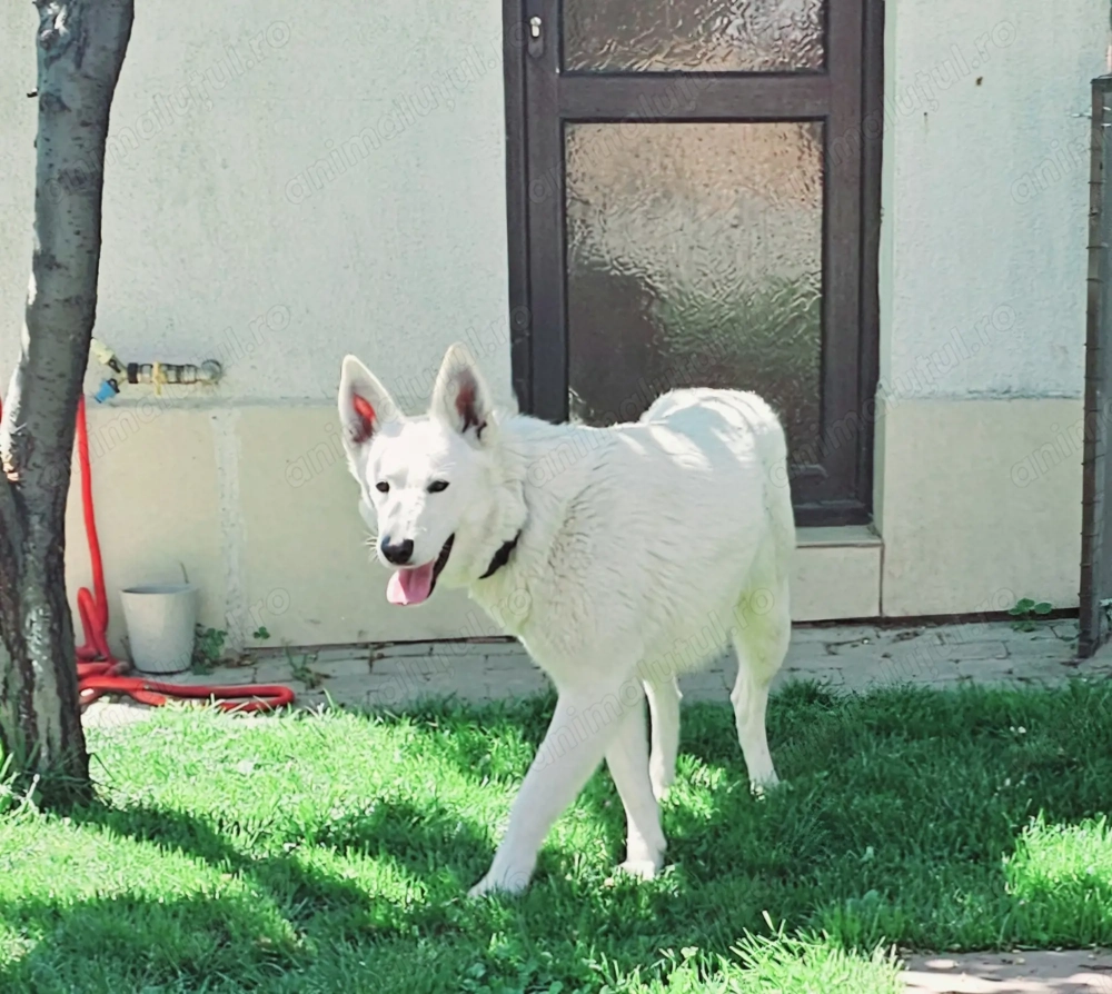 Ciobanesc Alb Elvetian